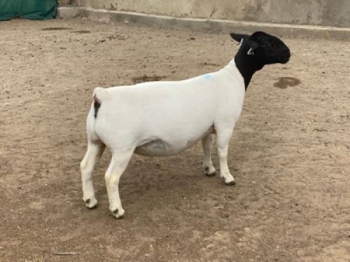 LOT 52 1X DORPER OOI/EWE LEROY PHILLIPS DORPERS - T5