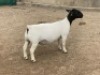 LOT 52 1X DORPER OOI/EWE LEROY PHILLIPS DORPERS - T5
