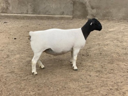 LOT 53 1X DORPER OOI/EWE LEROY PHILLIPS DORPERS - T5