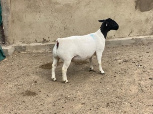 LOT 54 1X DORPER OOI/EWE LEROY PHILLIPS DORPERS - FLOCK