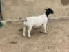 LOT 54 1X DORPER OOI/EWE LEROY PHILLIPS DORPERS - FLOCK