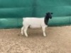 LOT 55 1X DORPER OOI/EWE LEROY PHILLIPS DORPERS - T5