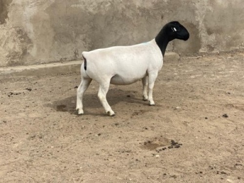 LOT 56 1X DORPER OOI/EWE IVOR PHILLIPS DORPERS - T5
