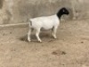 LOT 56 1X DORPER OOI/EWE IVOR PHILLIPS DORPERS - T5
