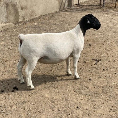 LOT 57 1X DORPER OOI/EWE IVOR PHILLIPS DORPERS - T5
