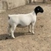 LOT 57 1X DORPER OOI/EWE IVOR PHILLIPS DORPERS - T5