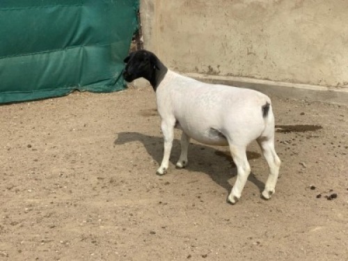LOT 58 1X DORPER OOI/EWE IVOR PHILLIPS DORPERS - T5