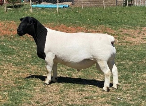 LOT 174 1X DORPER RAM LEROY PHILLIPS & SON DORPERS - STUD