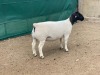 LOT 33 1X DORPER OOI/EWE IVOR & LEROY PHILLIPS - T5