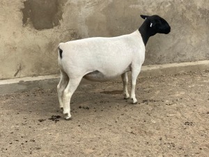 LOT 59 1X DORPER OOI/EWE IVOR PHILLIPS DORPERS - FLOCK