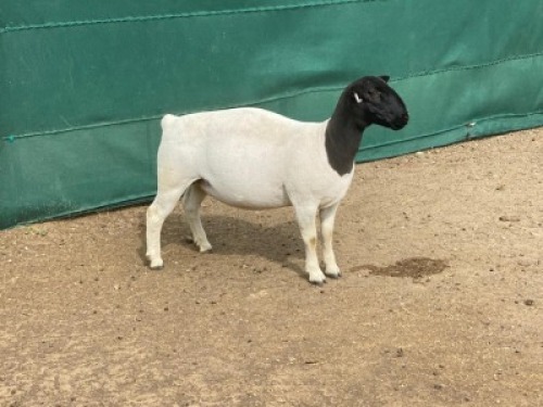 LOT 60 1X DORPER OOI/EWE IVOR PHILLIPS DORPERS - T5