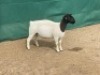LOT 60 1X DORPER OOI/EWE IVOR PHILLIPS DORPERS - T5