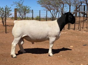 LOT 116 1X DORPER RAM HENDRI VAN WYK SNR 2730 - FLOCK