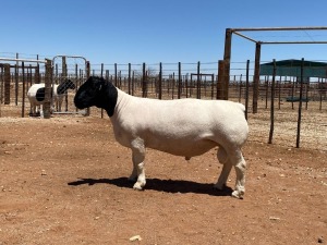 LOT 118 1X DORPER RAM HENDRI VAN WYK SNR 2730 - T5