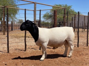 LOT 117 1X DORPER RAM HENDRI VAN WYK SNR 2730 - T5