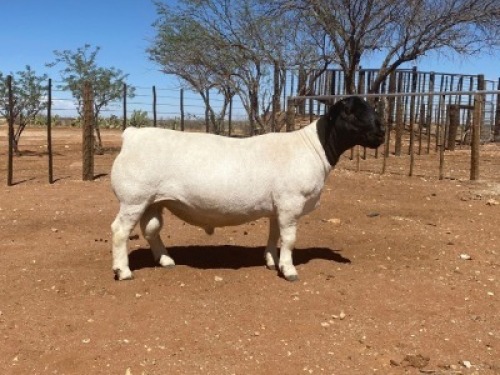 LOT 119 1X DORPER RAM HENDRI VAN WYK SNR 2730 - T5