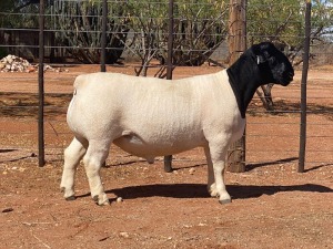 LOT 120 1X DORPER RAM HENDRI VAN WYK SNR 2730 - STOET