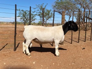 LOT 128 1X DORPER RAM SKEERHOK DORPERS 2730 - STOET