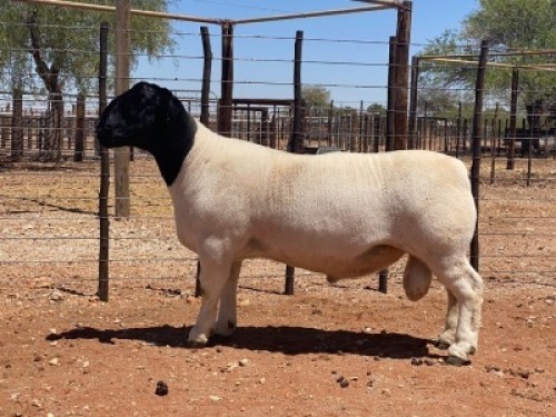 LOT 127 1X DORPER RAM SKEERHOK DORPERS 2730 - FLOCK