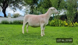 LOT 46 1X WITDORPER OOI/EWE LEONARD DU RAAN WITDORPERS -T5