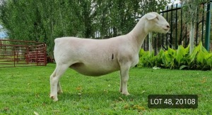 LOT 48 1X WITDORPER OOI/EWE LEONARD DU RAAN WITDORPERS - STUD