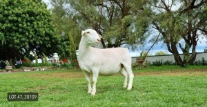 LOT 47 1X WITDORPER OOI/EWE LEONARD DU RAAN WITDORPERS - STUD