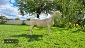 LOT 49 1X WITDORPER OOI/EWE LEONARD DU RAAN WITDORPERS - STUD