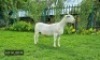 LOT 50 1X WITDORPER OOI/EWE LEONARD DU RAAN WITDORPERS - STUD