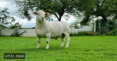 LOT 81 1X WITDORPER RAM LEONARD DU RAAN WITDORPERS STUD