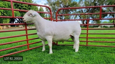 LOT 82 1X WITDORPER RAM LEONARD DU RAAN WITDORPERS - STUD