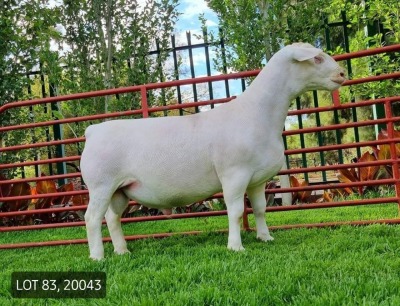 LOT 83 1X WITDORPER RAM LEONARD DU RAAN WITDORPERS STUD