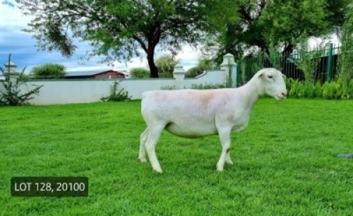 LOT 128 1X WITDORPER OOI/EWE LEONARD DU RAAN WITDORPERS - STOET