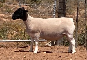 LOT 24 1X DORPER OOI/EWE SPRINGDUIN DORPERS - STOET