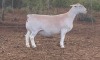 LOT 36 1X WITDORPER OOI/EWE SPRINGDUIN WITDORPERS -T5