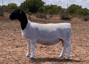 LOT 23 1X DORPER OOI/EWE SPRINGDUIN DORPERS - STUD