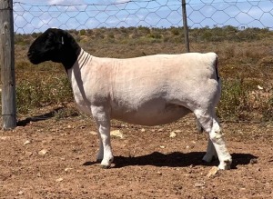 LOT 25 1X DORPER OOI/EWE SPRINGDUIN DORPERS - KUDDE