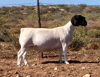 LOT 21 1X DORPER OOI/EWE SPRINGDUIN DORPERS - FLOCK