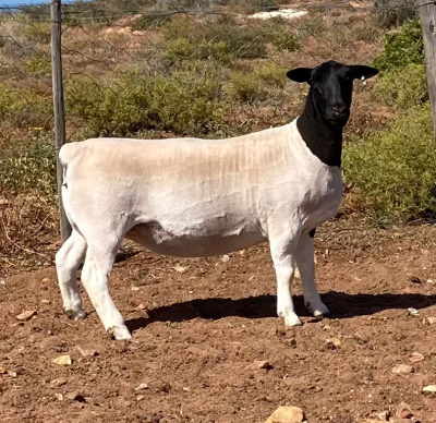 LOT 22 1X DORPER OOI/EWE SPRINGDUIN DORPERS - STUD