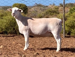 LOT 40 1X WITDORPER OOI/EWE SPRINGDUIN WITDORPERS -T5