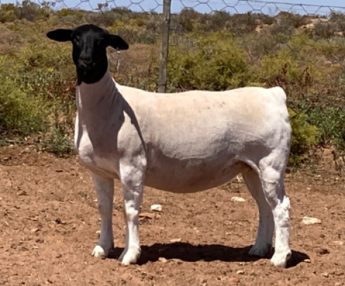 LOT 124 1X DORPER OOI/EWE SPRINGDUIN DORPERS - FLOCK