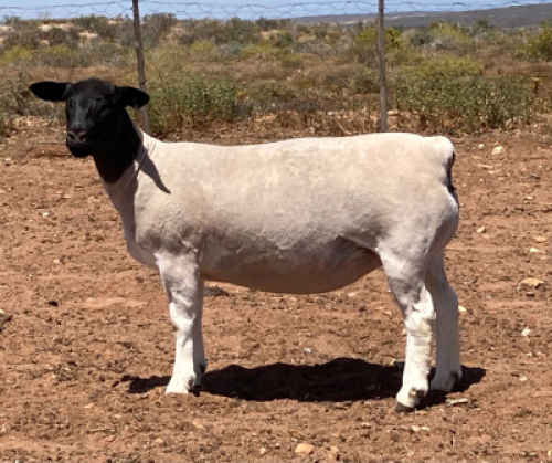 LOT 122 1X DORPER OOI/EWE SPRINGDUIN DORPERS - FLOCK