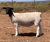 LOT 122 1X DORPER OOI/EWE SPRINGDUIN DORPERS - FLOCK