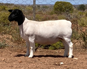 LOT 123 1X DORPER OOI/EWE SPRINGDUIN DORPERS - FLOCK