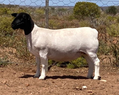 LOT 123 1X DORPER OOI/EWE SPRINGDUIN DORPERS - FLOCK