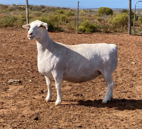 LOT 125 1X WITDORPER OOI/EWE SPRINGDUIN WITDORPERS - STOET