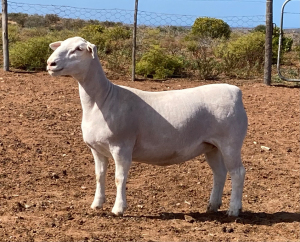 LOT 127 1X WITDORPER OOI/EWE SPRINGDUIN WITDORPERS - KUDDE