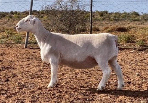 LOT 38 1X WITDORPER OOI/EWE SPRINGDUIN WITDORPERS -T5