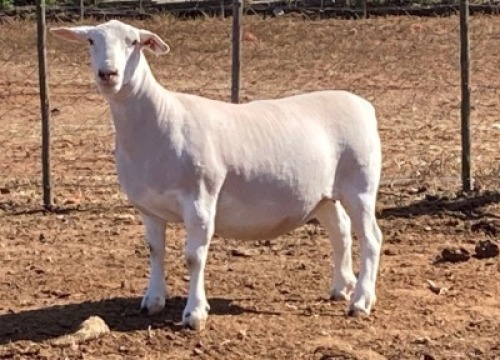 LOT 126 1X WITDORPER OOI/EWE SPRINGDUIN WITDORPERS - STOET