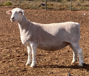 LOT 39 1X WITDORPER OOI/EWE SPRINGDUIN WITDORPERS -T5