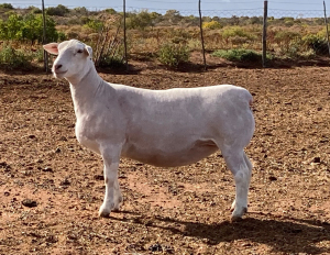 LOT 37 1X WITDORPER OOI/EWE SPRINGDUIN WITDORPERS -T5